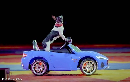 Puppy Pals Live